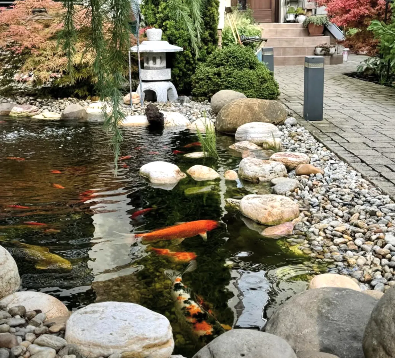 Koi pond in a Japanese-style garden with a stone pagoda lantern, boulders, and a pebble beach edge