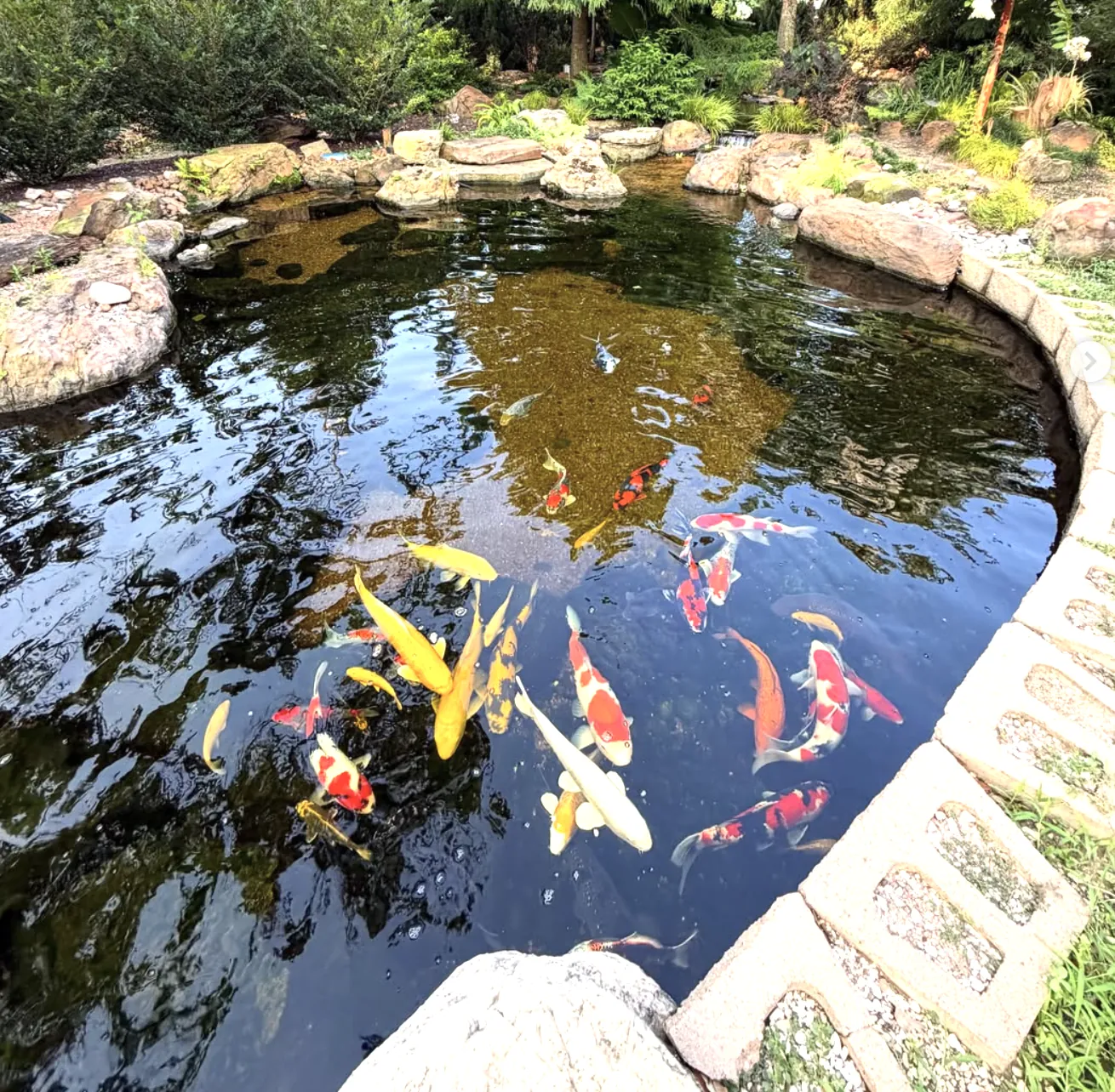 Overhead view of a koi pond with clear water, colorful koi, and a natural stone border