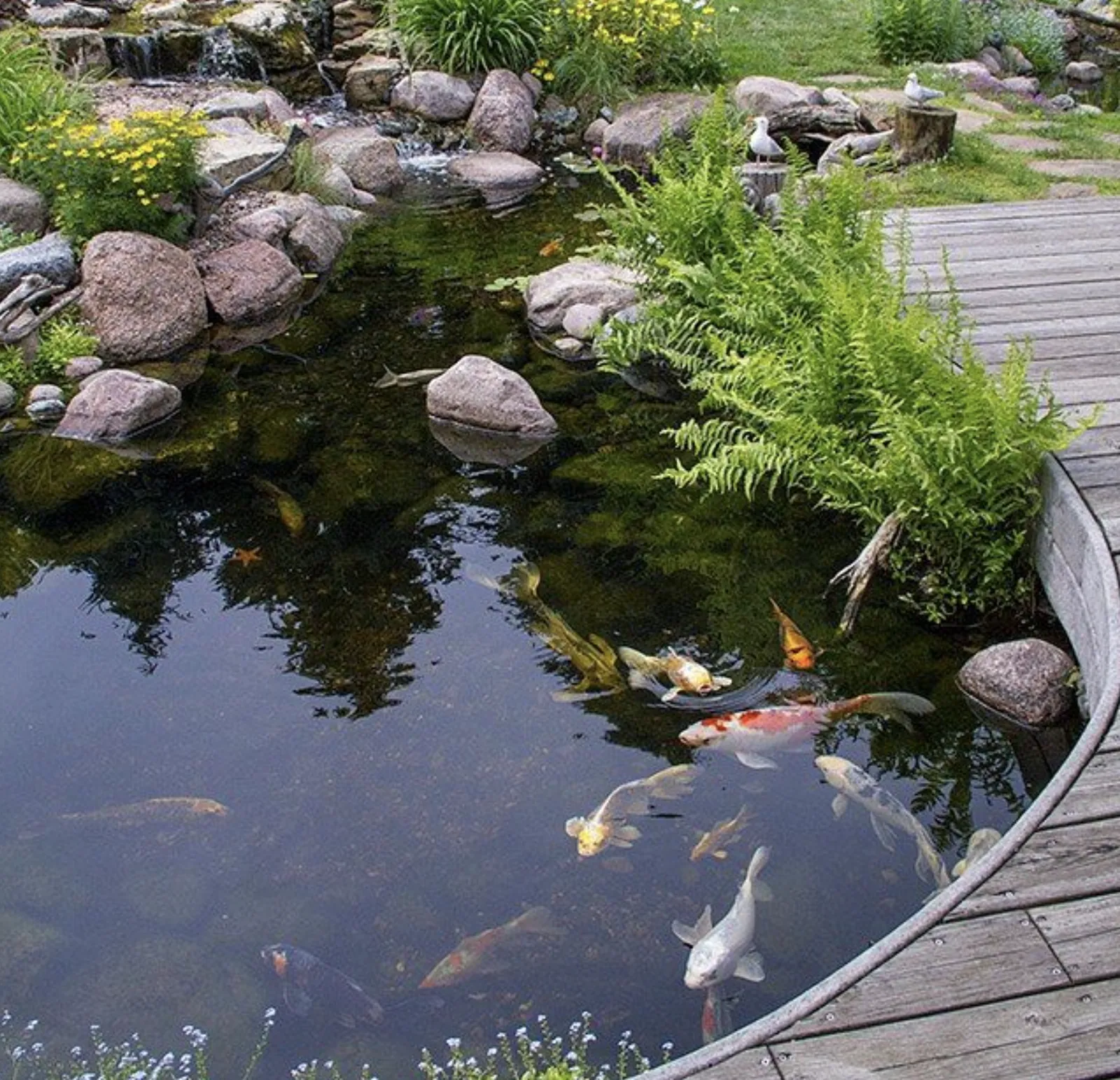 Koi swimming in a pond bordered by a curved wooden deck, ferns, and boulders