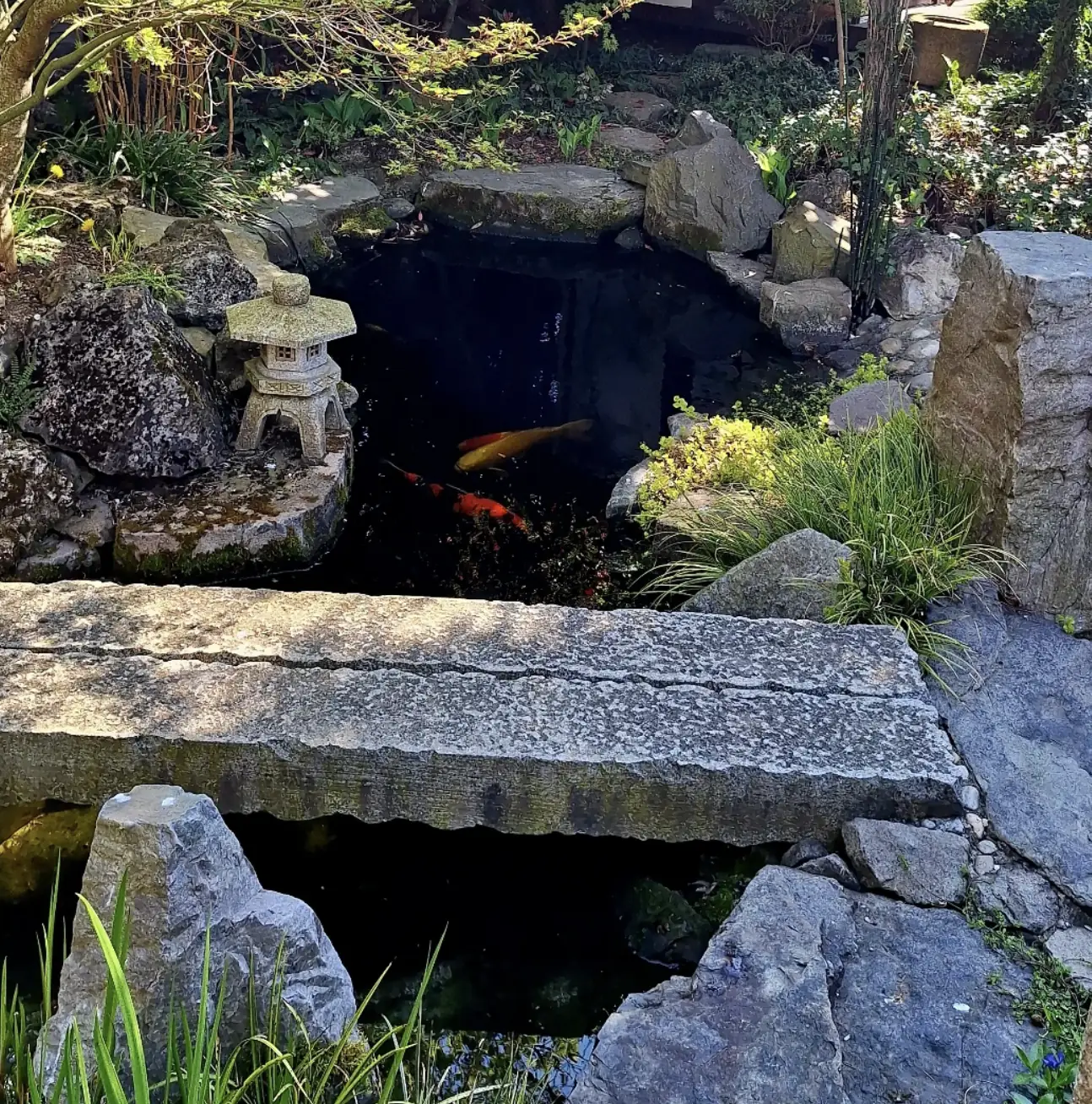 Orange koi beneath a granite slab bridge in a Japanese garden pond with a stone lantern
