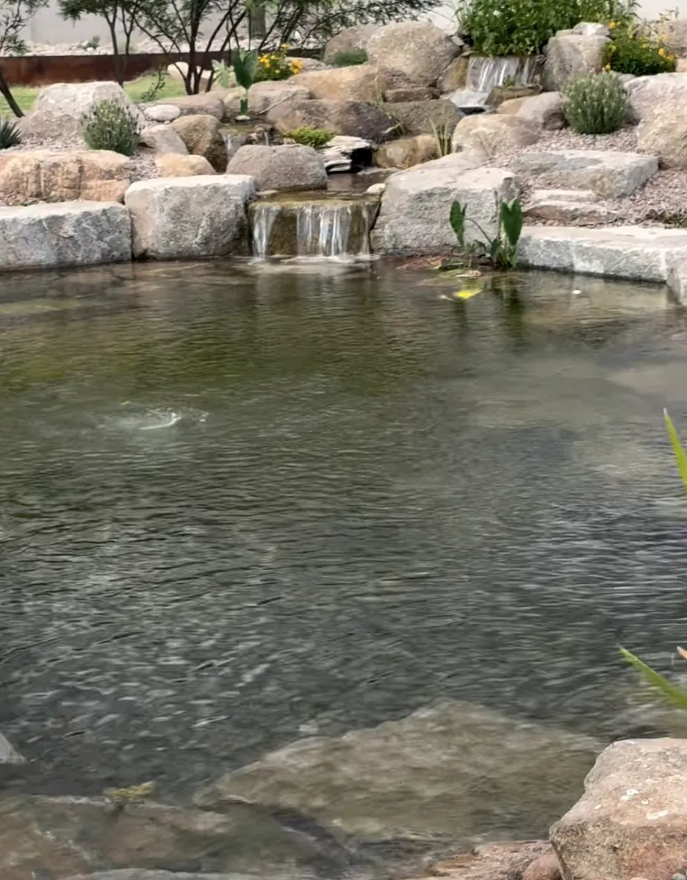 Newly built pond with granite block edging, two small waterfalls, and young marginal plants