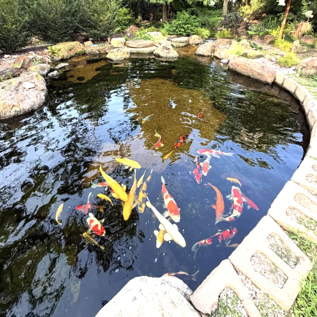 Overhead view of a koi pond with clear water, colorful koi, and a natural stone border